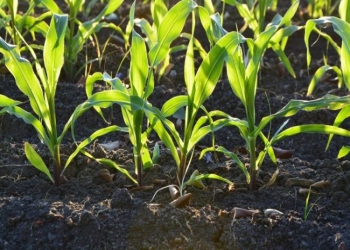 (Potassium Silicate on Plant Growth)