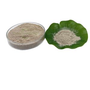 Do Other Cells Produce Surfactant Components?